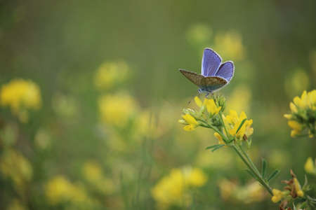 Common blue butterfly (female) sitting on a yellow flower in a meadow.の写真素材