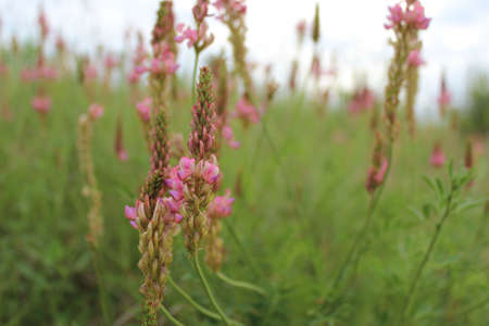 Pink wild flowers (Sainfoin) in a summer meadow, Europe. They mostly grow at dry grasslands, bare and waste places, along railways and roadsides.の写真素材