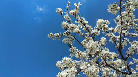 White blossoms of a plum tree at spring.の写真素材