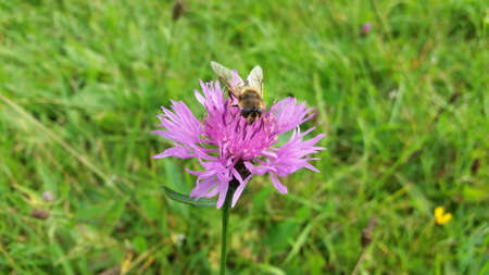 Insect (hoverfly) on a violet - pink wild flower (knapweed) in meadow at late summer - early autumn.の写真素材