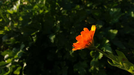 Blossom of medicinal ornamental garden plant Calendula officinalis, also known as pot marigold.の写真素材