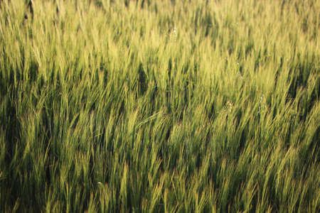 A field of wet unripe wheat (barley) in a sunlight after summer rain.の写真素材