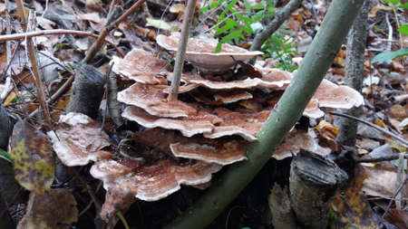 Mushroom that grow on dead tree remains.の写真素材