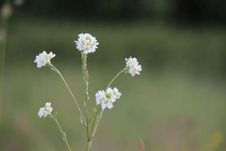 A white wild flower, Berteroa incana, also known as hoary alyssum, false hoary madwort, hoary berteroa. Likes to grow in poor soils with sand and gravelの写真素材