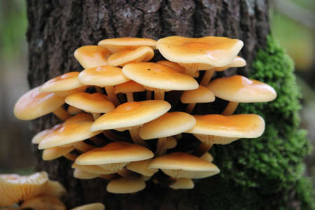 Group of mushrooms growing on a tree on a late autumn.の写真素材