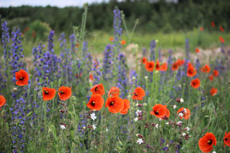Field of viper's bugloss (or blueweed) and papaver (or poppy) growing together in a poor gravel soil.の写真素材