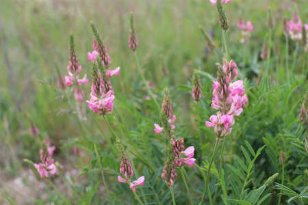 Pink wild flowers (Sainfoin) in a summer meadow, Europe. They mostly grow at dry grasslands, bare and waste places, along railways and roadsides.の写真素材