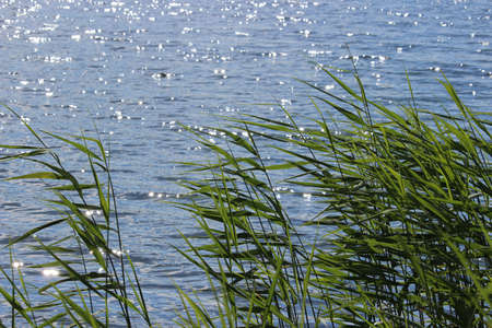 Water grasses (Common Reed Grass) at surface of lake with little waves and sun reflections.の写真素材