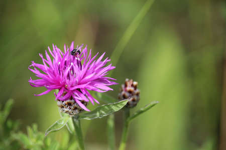 Small fly on a violet - pink wild flower (greater knapweed) in a meadow at late summer - early autumn. Grows at dry meadowsの写真素材