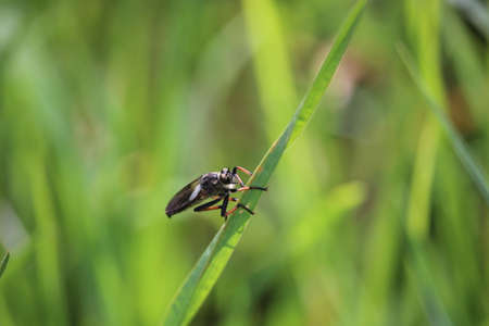 Horsefly sitting on a grass in a meadow.の写真素材