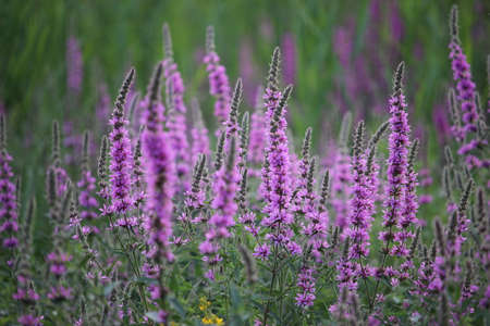 Colony of purple flowers (loosestrife). Cultivated as an ornamental plant in gardens, and is particularly associated with damp, poorly drained locations such as marshes, bogs and watersides.の写真素材