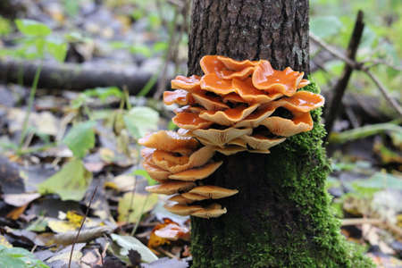 Group of mushrooms growing on a tree on a late autumn.