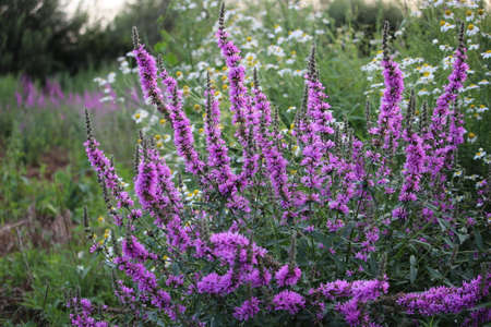 Colony of purple flowers (loosestrife). Cultivated as an ornamental plant in gardens, and is particularly associated with damp, poorly drained locations such as marshes, bogs and watersides.の写真素材