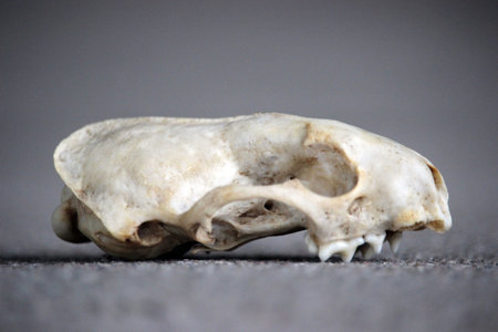 Old skull of an animal martenの写真素材