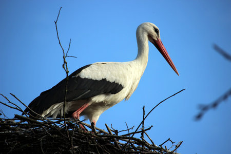 White stork in a nestの写真素材