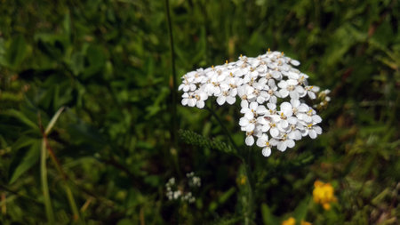 A white common yarrow, medicinal plant, also known as soldier's wound wortの写真素材