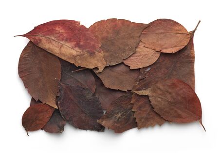 Orange and brown autumn leaves frame on white background 
