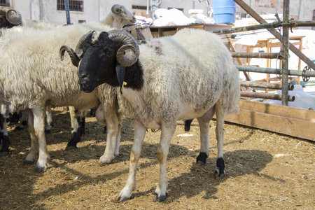 Sheep sold in the animal market for the sacrifice feast in Turkey. Bighorn ram in the barn.の写真素材