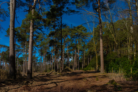 View inside of the forest with young treesの写真素材