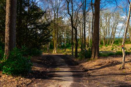 Forest path between trees in United Kingdomの写真素材