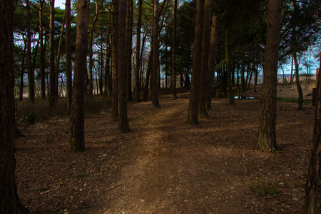View inside of the forest with young treesの写真素材