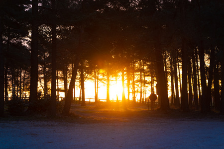 Beautiful sunrise morning scene in the forest with sun rays and shadowsの写真素材