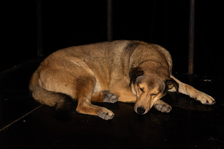 Adult light brown dog lying down on the floor at night.の写真素材