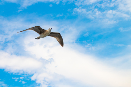 Bird flying in a beautiful cloudy, sunny blue sky summer day in Istanbul, Turkeyの写真素材