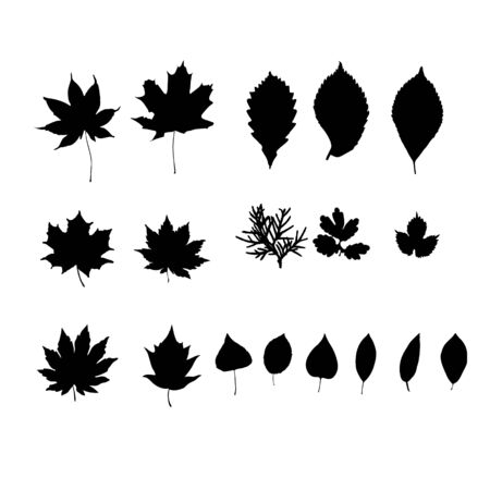 Leaves silhouette set.  Floral black design elements. Vector illustration collection.  Isolated on whiteのイラスト素材