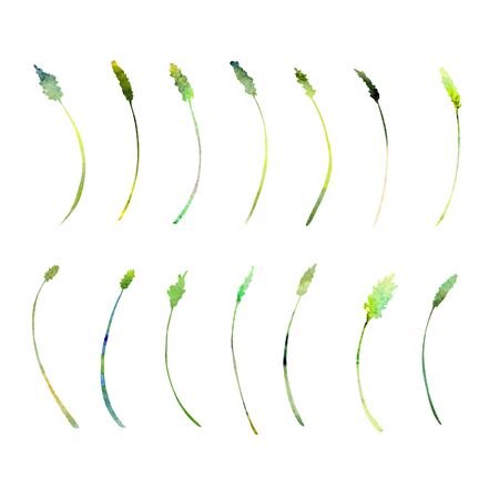 Watercolor set of green wild flowers and herbs; garden, meadow or forest plants. Isolated on white background. Botanical elements specially bent to create round herbal arrangements.の写真素材