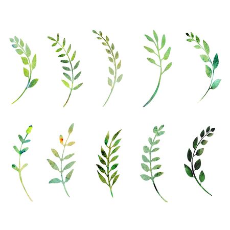 Watercolor set of green wild flowers and herbs; garden, meadow or forest plants. Isolated on white background. Botanical elements specially bent to create round herbal arrangements.の写真素材