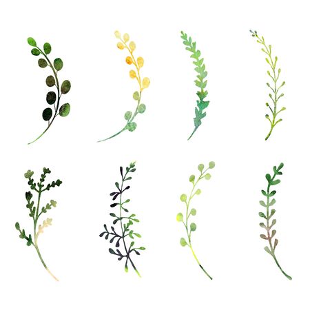 Watercolor set of green wild flowers and herbs; garden, meadow or forest plants. Isolated on white background. Botanical elements specially bent to create round herbal arrangements.の写真素材