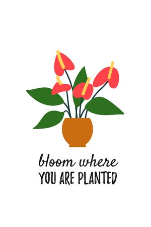 House plant drawing. Potted anthurium isolated on white. Flamingo flower illustration. Poster or card with plant quote.  Hand drawn flat cartoon design. Isolated on white. Vectorのイラスト素材