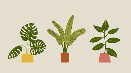 Houseplant in pots. Green natural decor for home, office and interior. Succulent vector illustration.のイラスト素材
