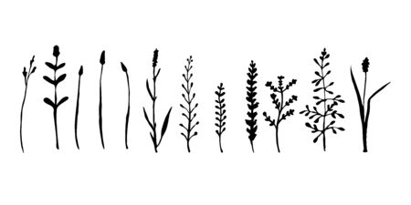Wild grass and herbs collection. Ink hand drawing of meadow herbs or field plants. Black contour isolated on white. Vector sketch illustration.のイラスト素材