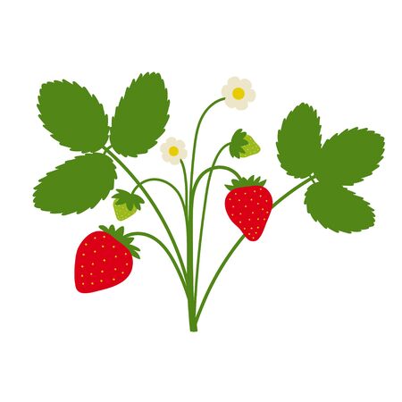 Strawberry plant drawing with leaves, berries and flowers. Cute cartoon flat design isolated on white. Vectorのイラスト素材