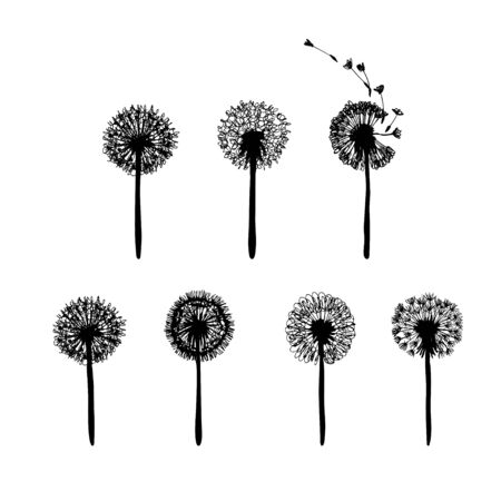 Dandelion flower set with flying seeds. Ink plant drawing. Floral silhouette. Botanical illustration. Vector design.のイラスト素材