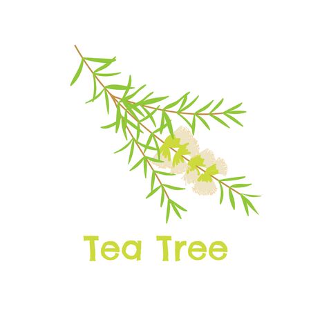 Tea tree branch with flowers and leaves. Malaleuca clip art. Australian plant.のイラスト素材