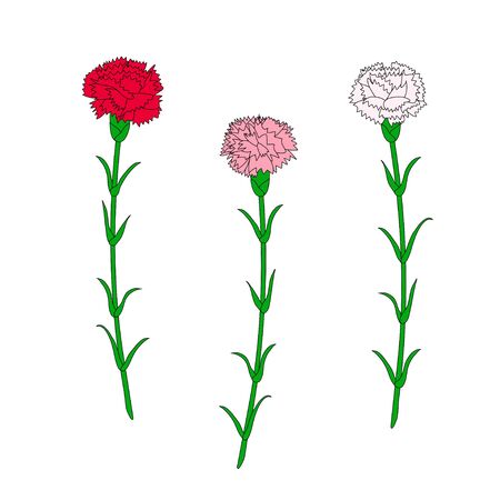 Red, white and pink carnation set. Flower outlines isolated on white. Floral contour. Botanical illustration. Symbol for mothers day. Vector design.のイラスト素材