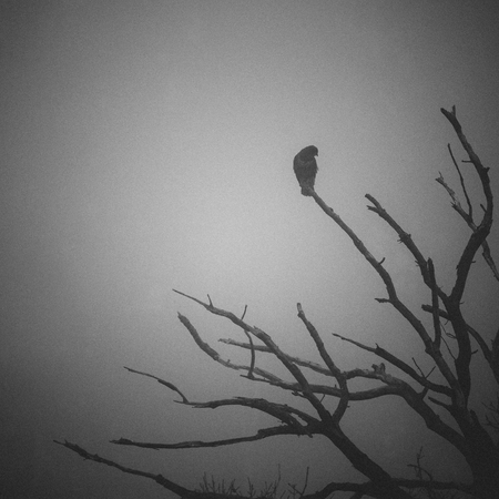 hawk in treeの写真素材