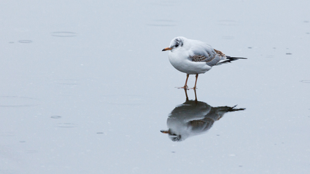 seagull on the iceの写真素材