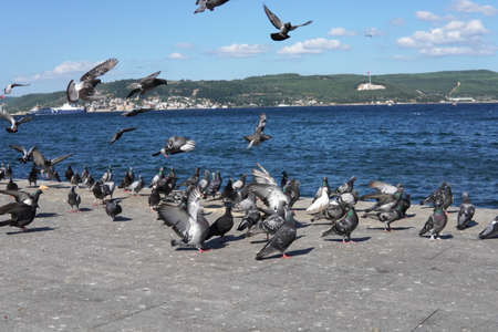 Pigeons on the waterfront of the city of Trieste, Italyの写真素材
