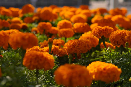 Orange marigold flowers in the garden. Marigold flower background.の写真素材
