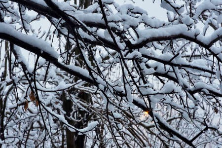 snow on the branches of a tree in the winter forest.の写真素材
