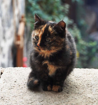 Tricolor tortoiseshell cat sitting on the stone.の写真素材