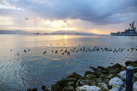 Seagulls in the sea at sunsetの写真素材