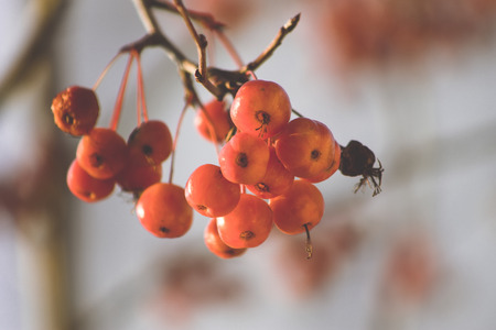Branch of a tree with red berries. Apple tree. Autumn.