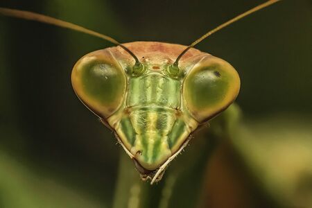 Mantis in nature