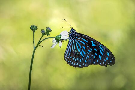 Butterfly in the gardenの写真素材
