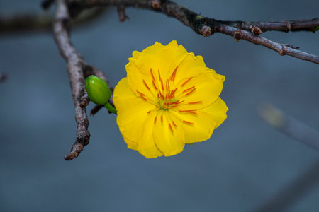 Yellow flower on the tree in the garden. Shallow depth of field.の写真素材